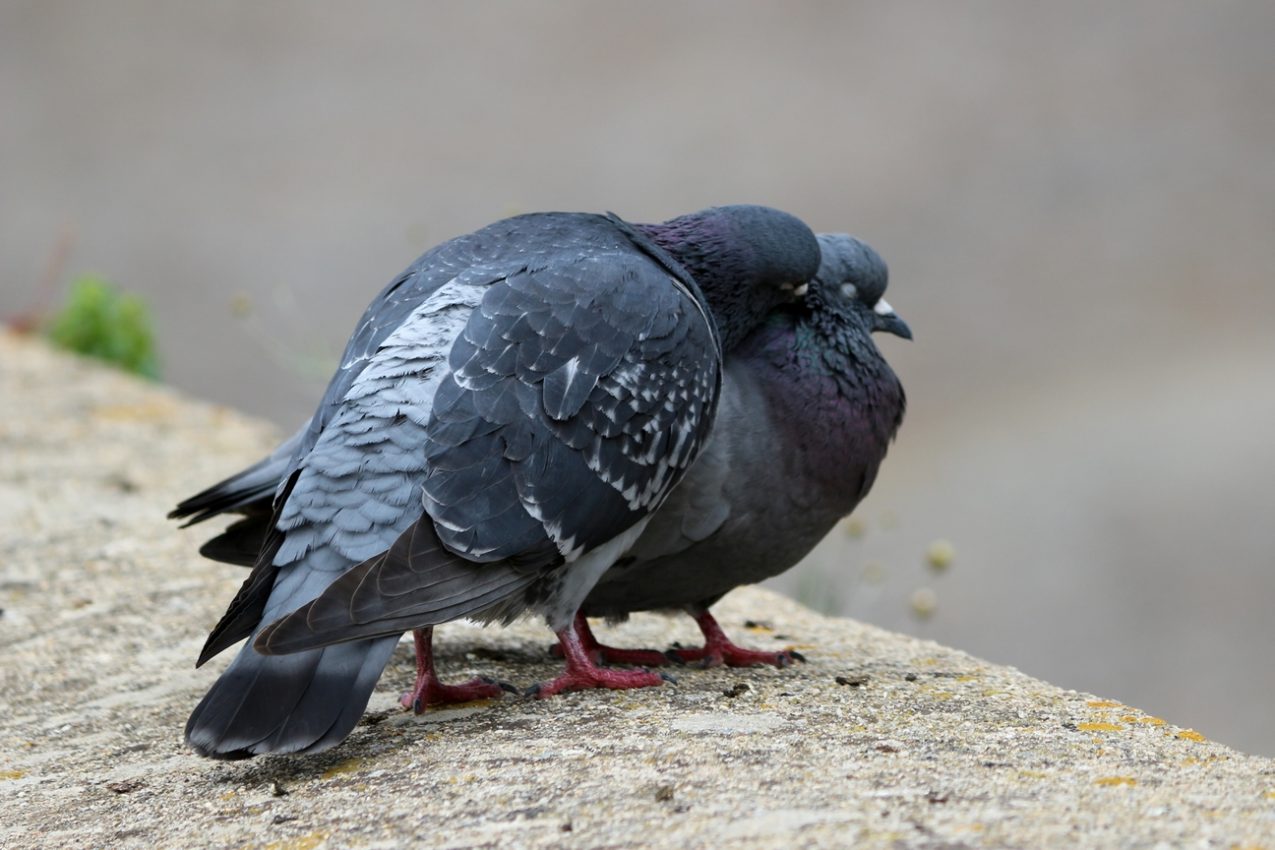 Saint Tropez, France, 2016