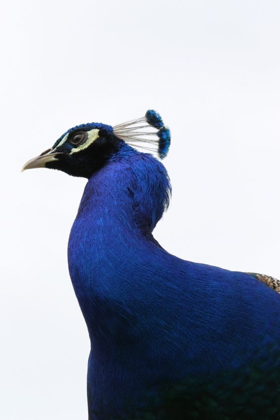 Saint Tropez, France, 2016