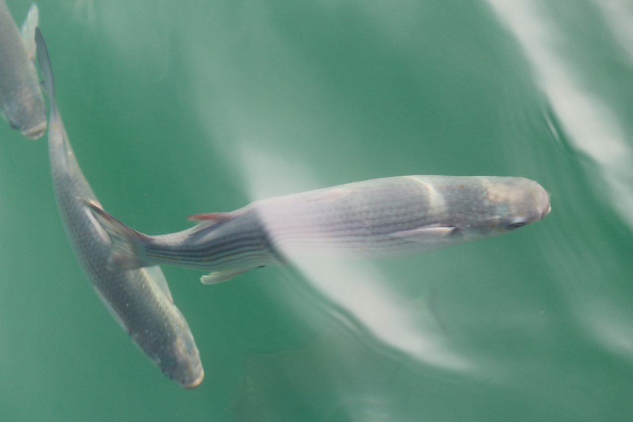 Barcelona, Spain, 2016