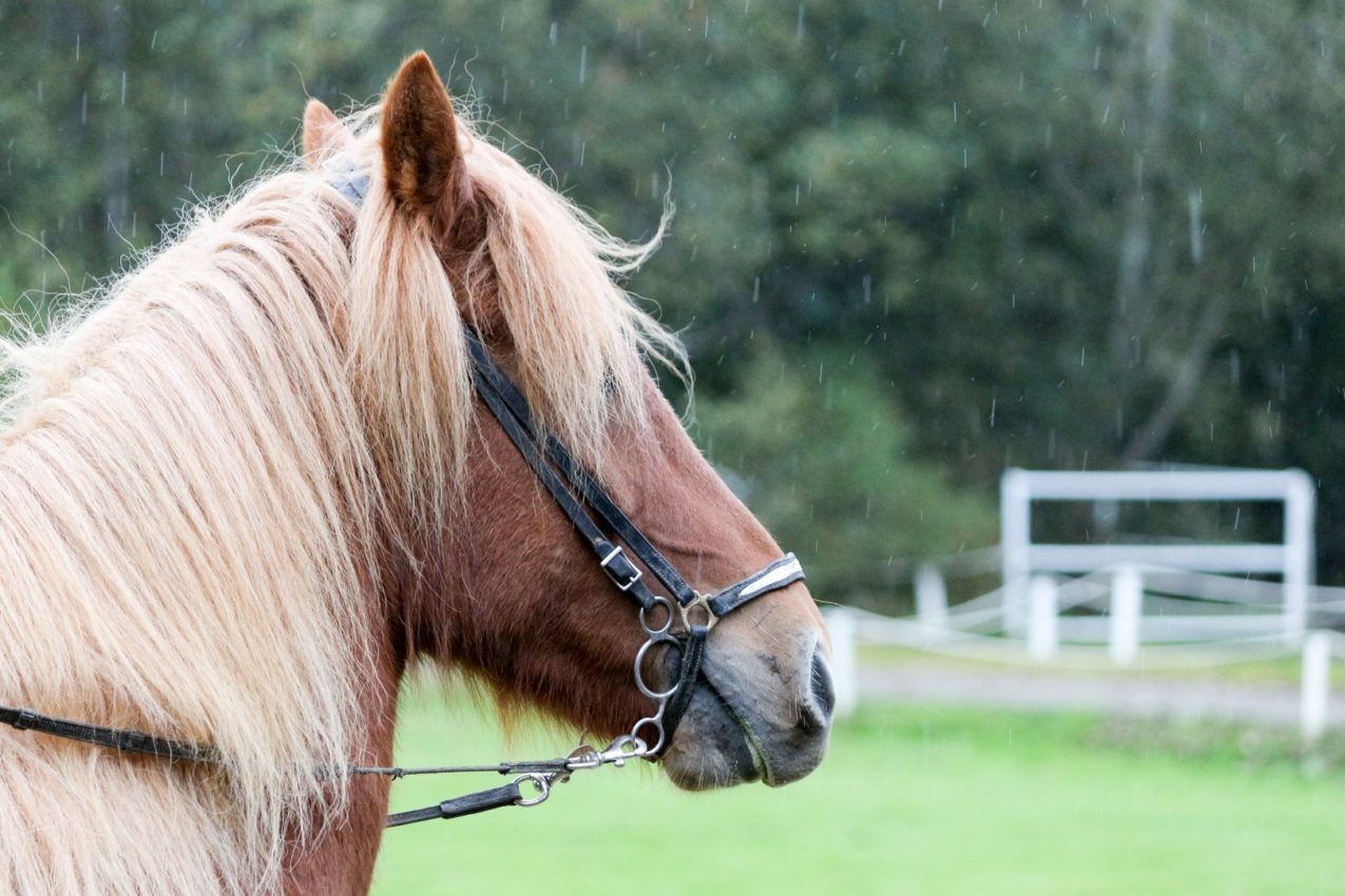 The Golden Circle, Iceland, 2016