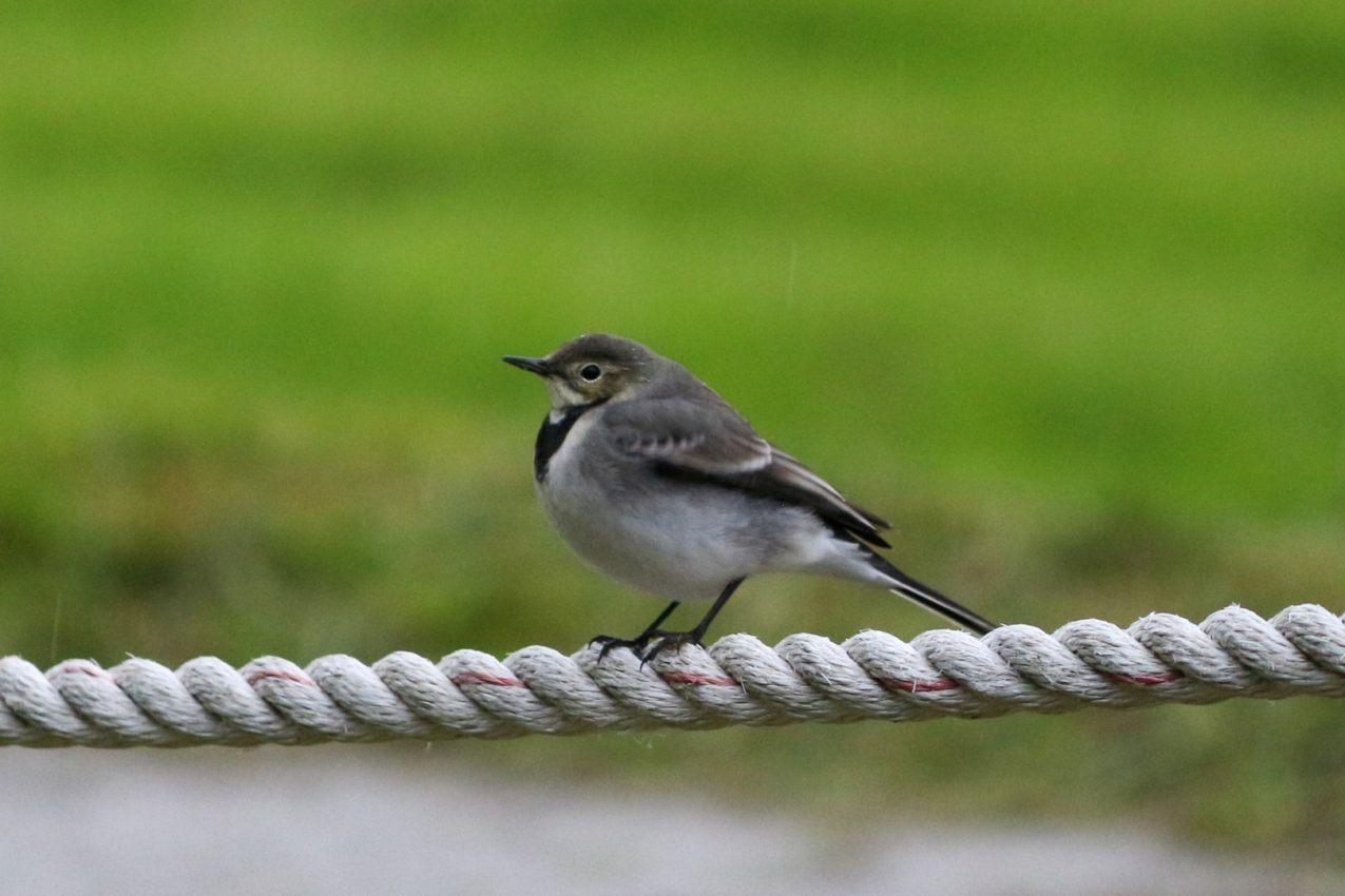 The Golden Circle, Iceland, 2016