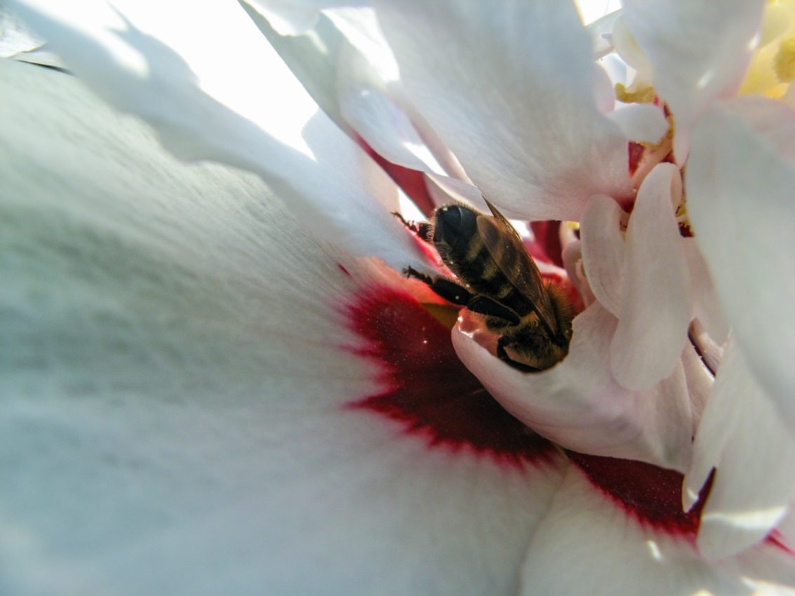 About the birds and the bees, Greece, 2009