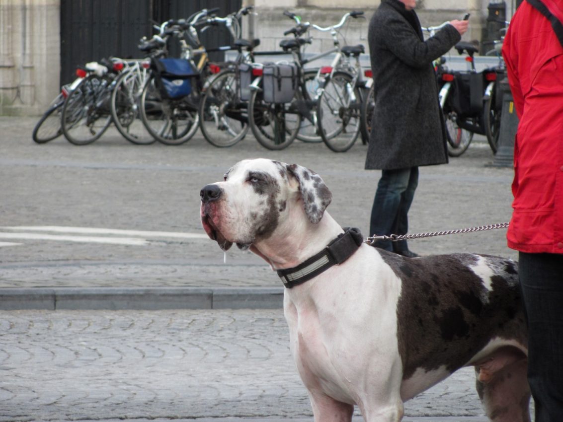 Bruge, Belgium, 2011