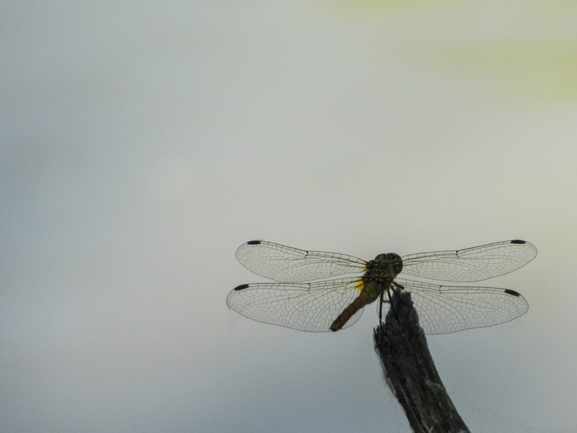 Danube Delta, Romania, 2011