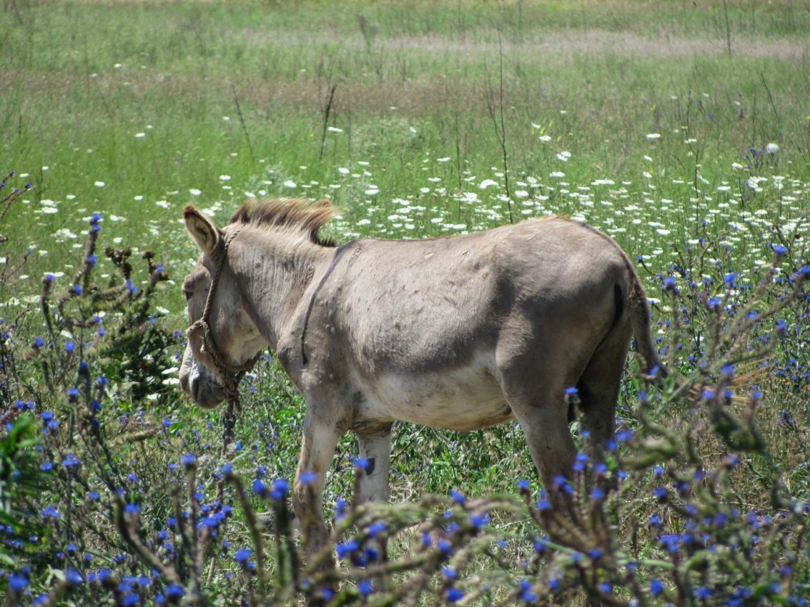 Danube Delta, Romania, 2011