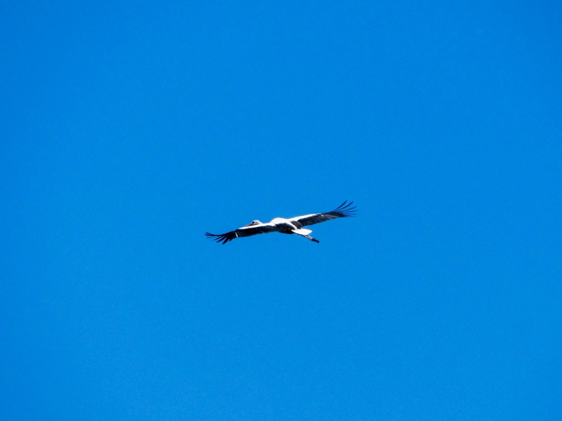 Danube Delta, Romania, 2011