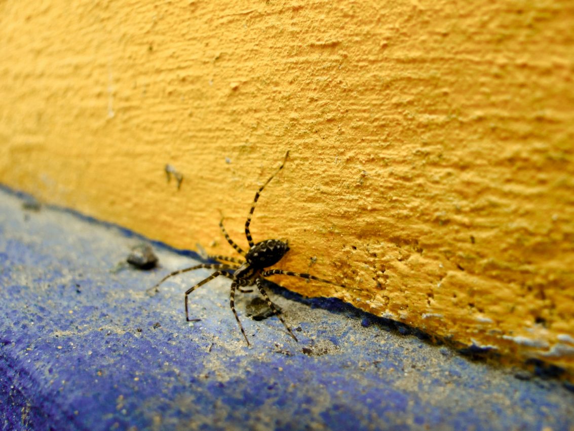 Danube Delta, Romania, 2011