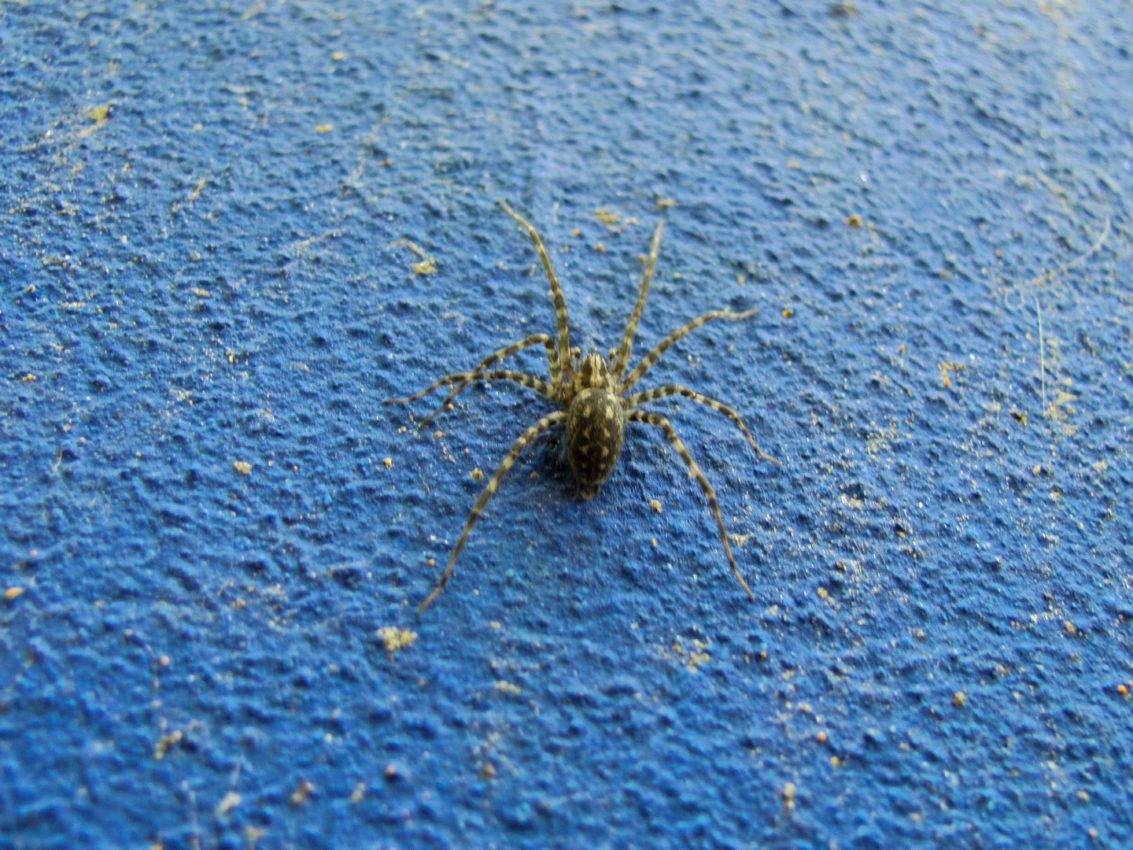 Danube Delta, Romania, 2011