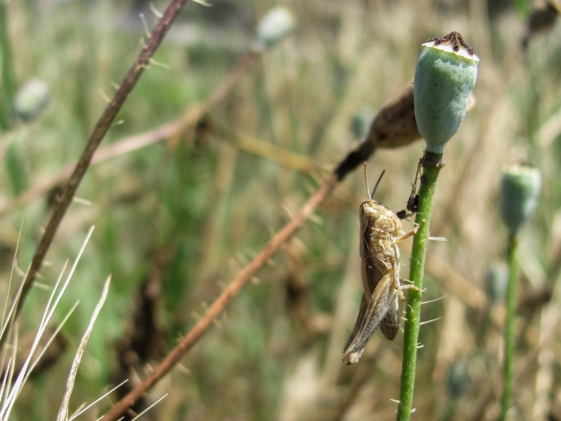 Danube Delta, Romania, 2011