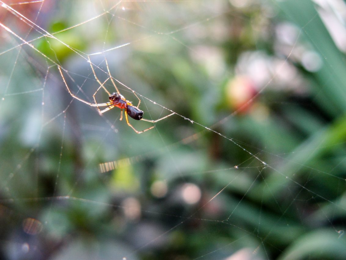 The interwebs, Greece, 2009