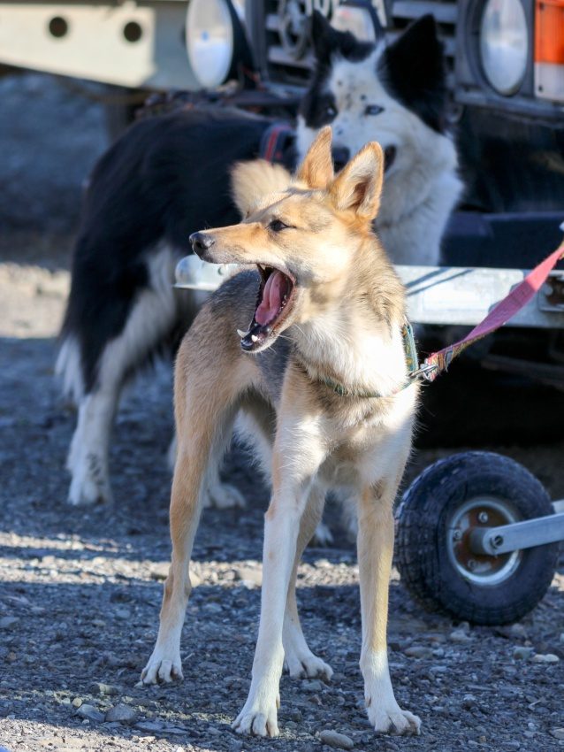 Longyearbyen, Svalbard, Norway, 2017