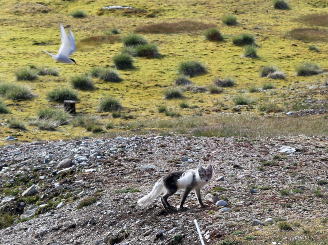 Isfjord Radio, Svalbard, Norway, 2017