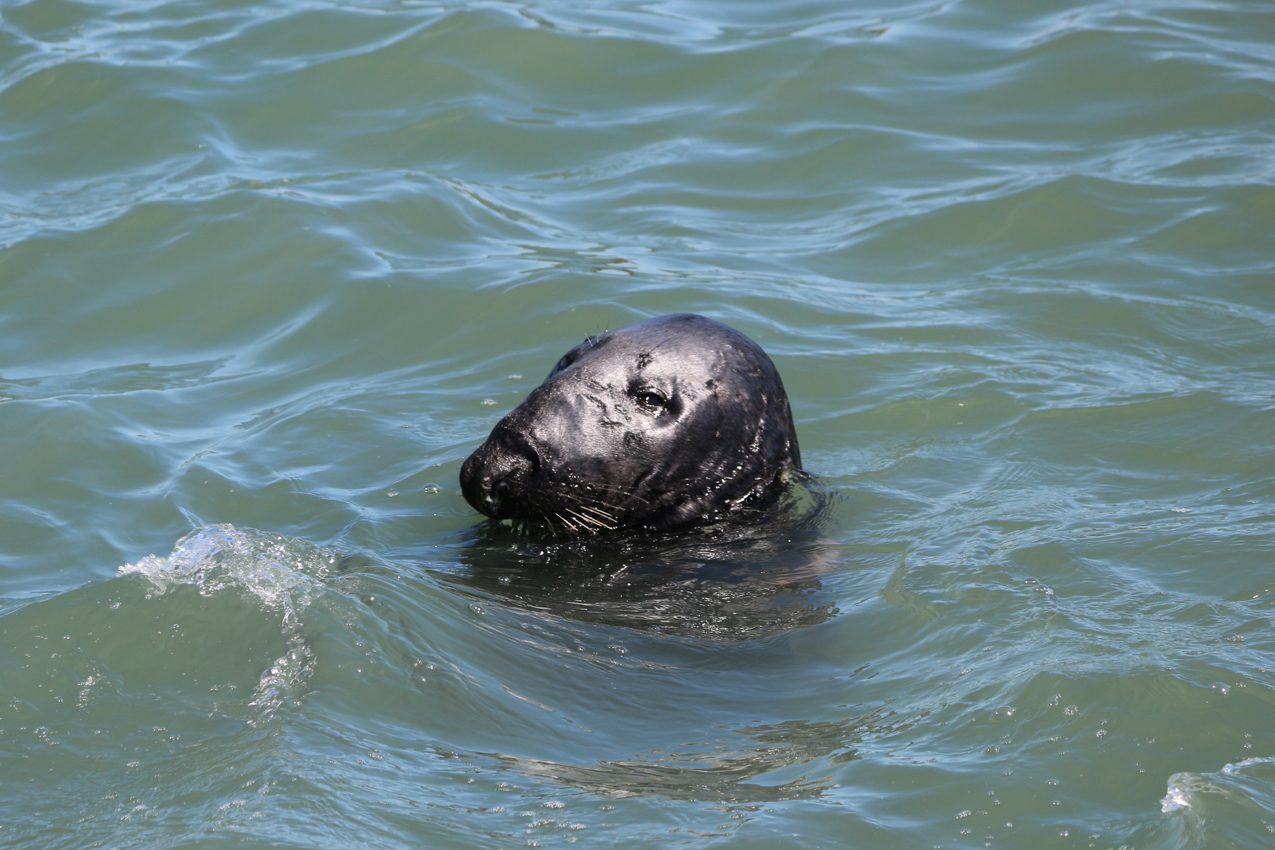 Howth, Ireland, 2018